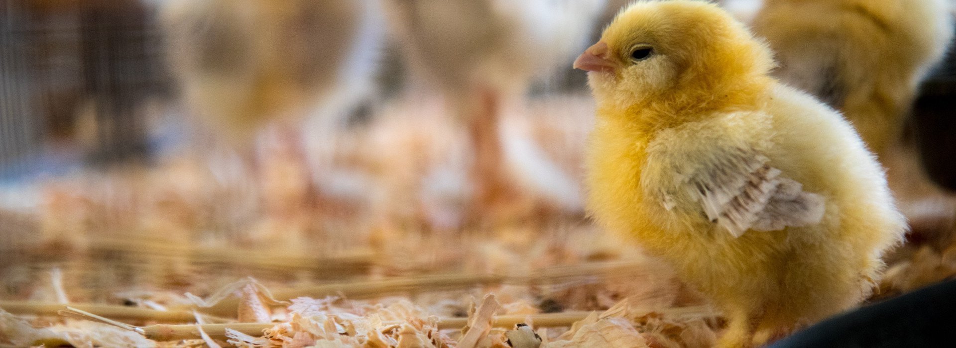 chick-1920x700.jpg